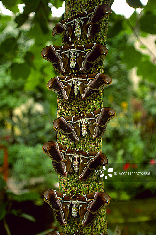 树干上的蓖麻蚕图片素材