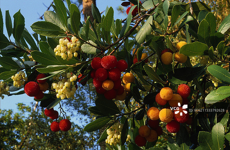 法国阿卡雄草莓树花果期图片素材