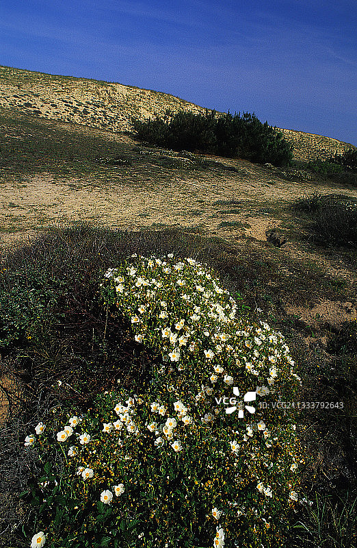 法国Landes开花的半日花图片素材