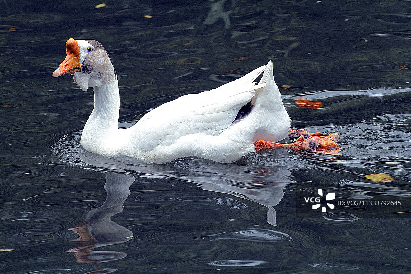 城市：阿格德图片素材