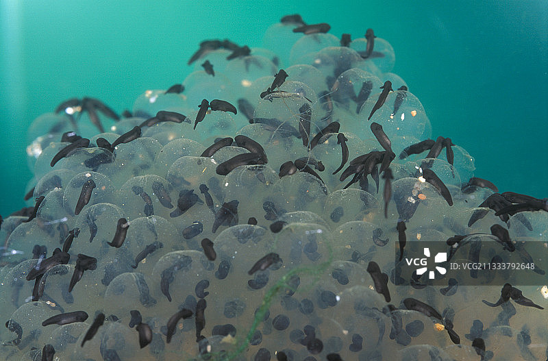 欧洲青蛙蝌蚪图片素材