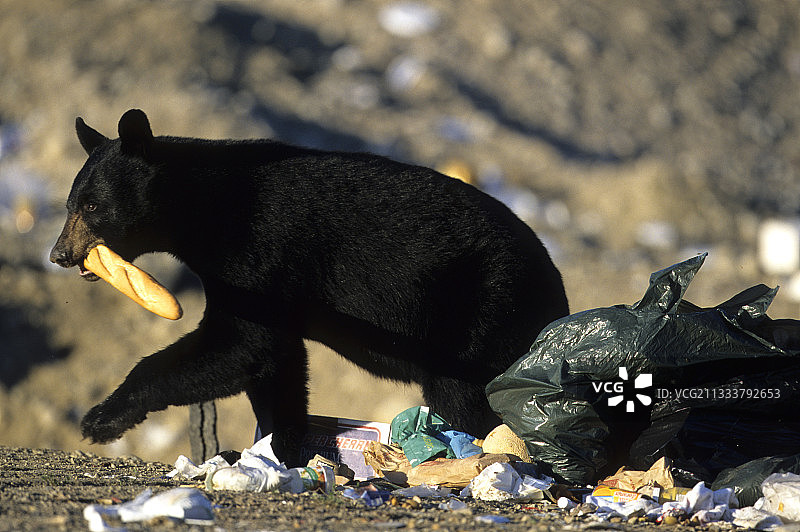 加拿大魁北克排放区的黑熊图片素材