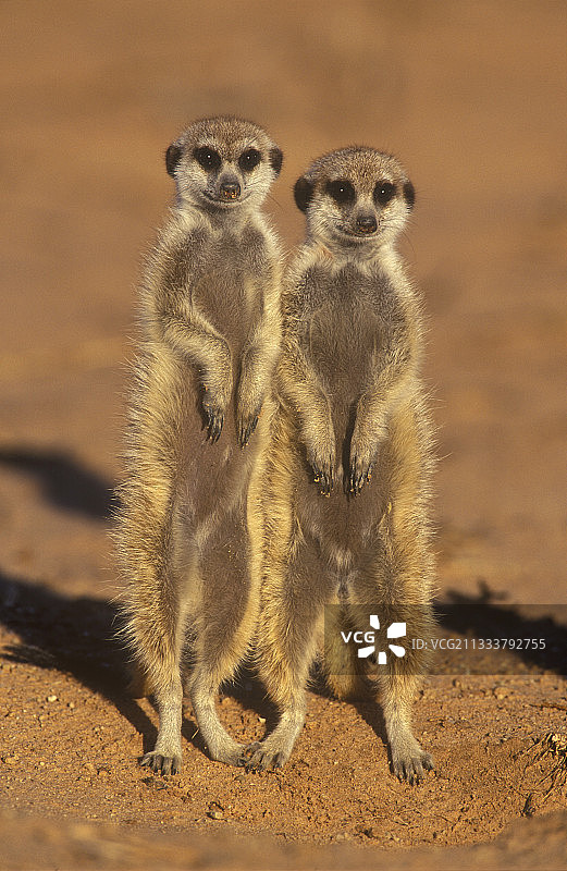 在纳米比亚卡拉哈里宝石羚羊国家公园观察的狐獴图片素材