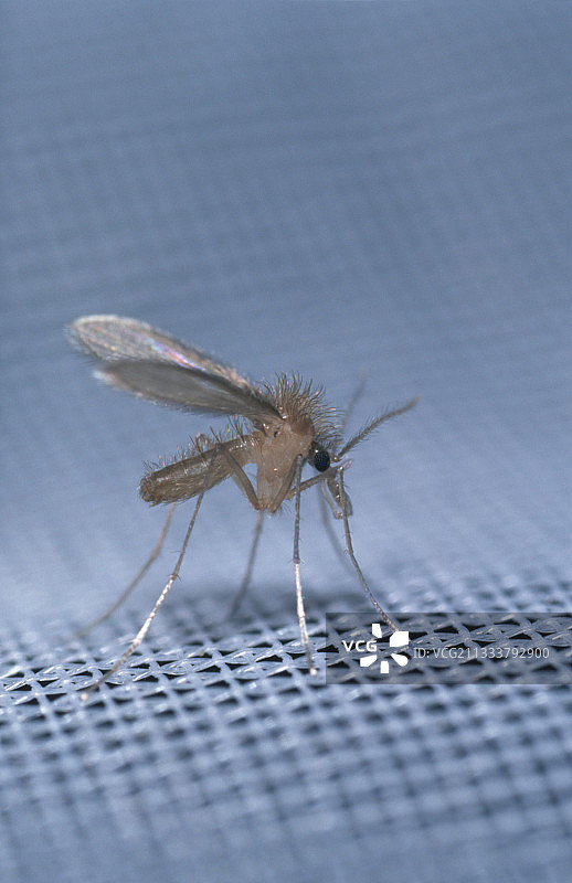 犬和人类利什曼病矢量图图片素材