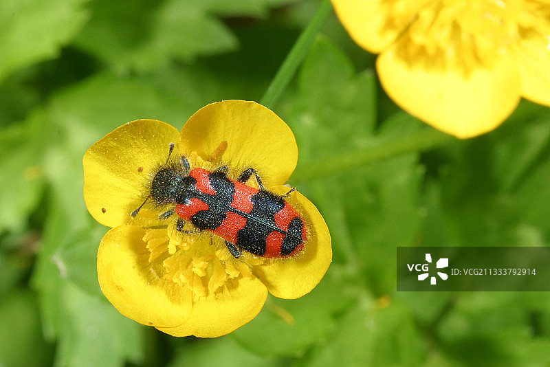 法国索恩-卢瓦尔省甲虫采蜜图片素材