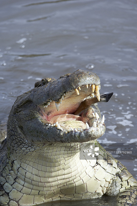 尼罗鳄吞食格兰特瞪羚（肯尼亚马赛马拉）图片素材
