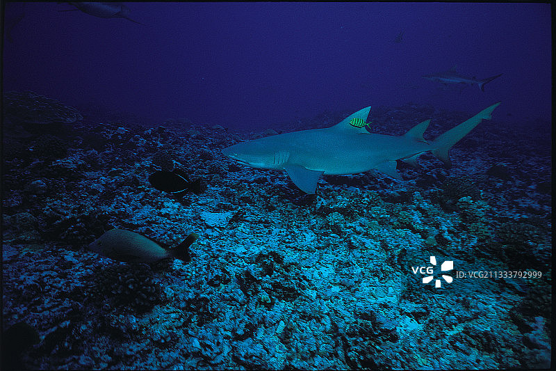 以鱼为标志的蓝吉罗阿岛图片素材