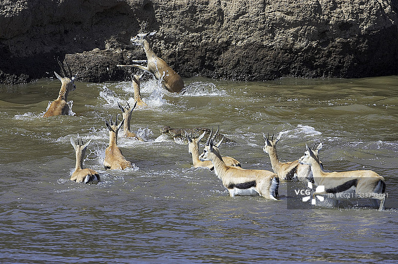 鳄鱼攻击游泳的汤姆森瞪羚图片素材