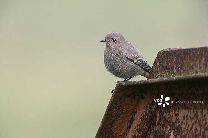 冬季英格兰的红尾鸲（雌性）图片素材
