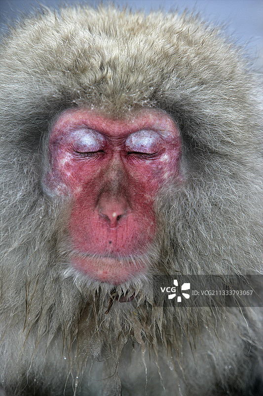 睡觉的日本猕猴图片素材