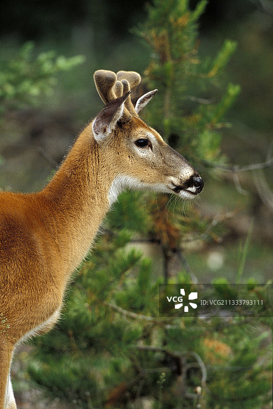 加拿大贾斯珀国家公园的年轻雄性骡鹿肖像图片素材