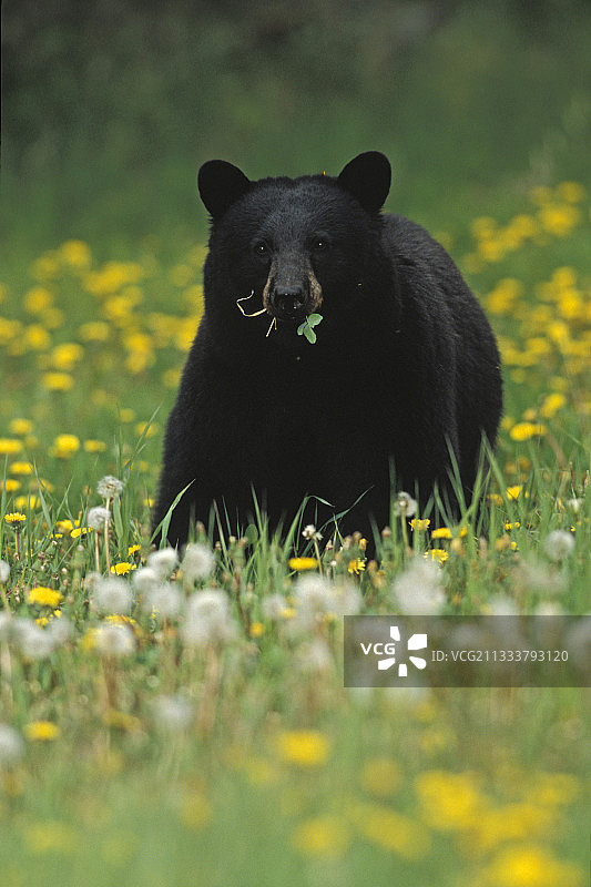 在加拿大落基山脉吃草的黑熊图片素材