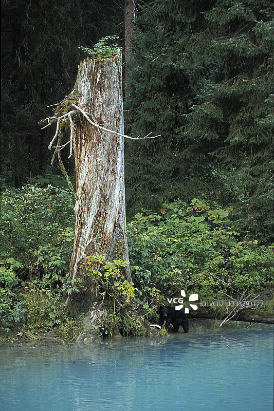 阿拉斯加冰川河畔的黑熊捕鱼图片素材