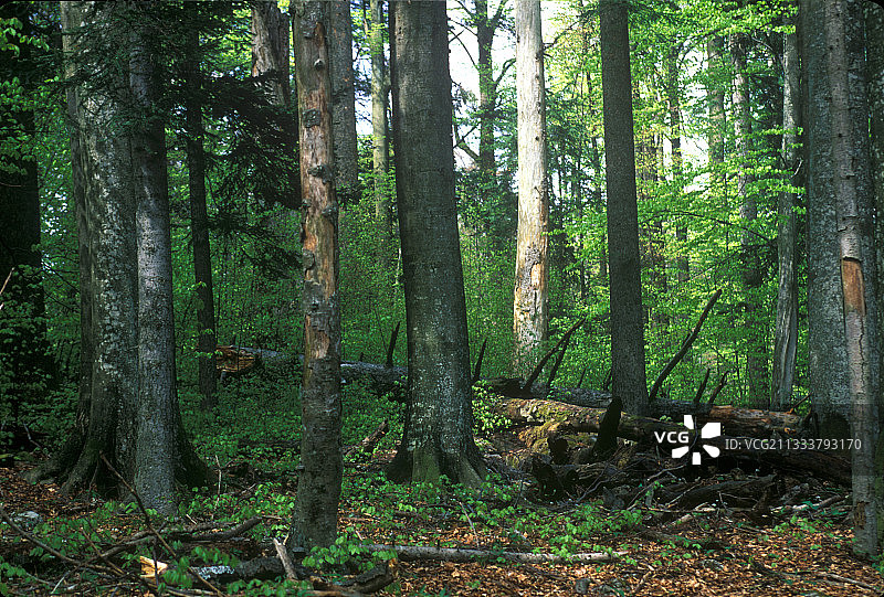 斯洛文尼亚原始森林的林下叶层图片素材