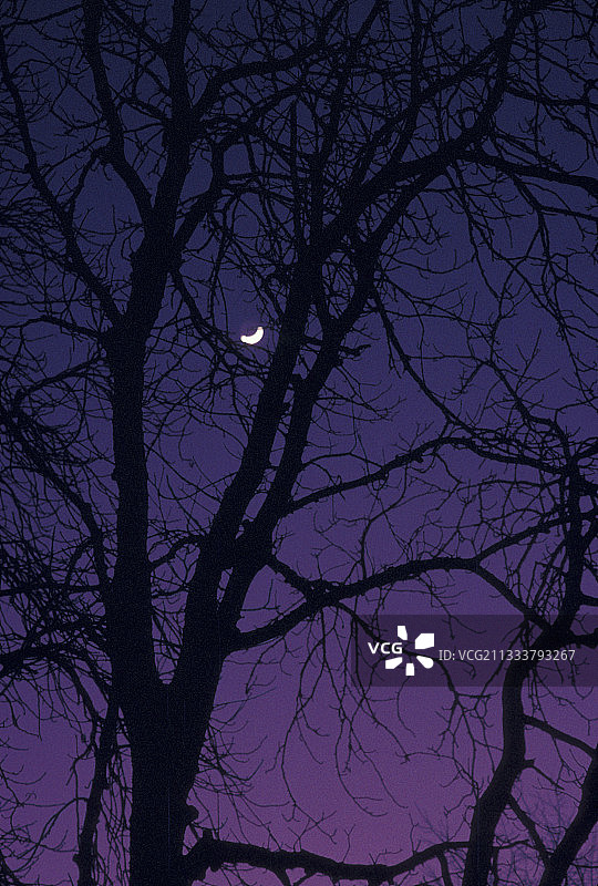 法国树枝后的新月图片素材