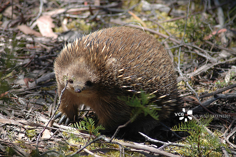 澳大利亚塔斯马尼亚短吻针鼹图片素材