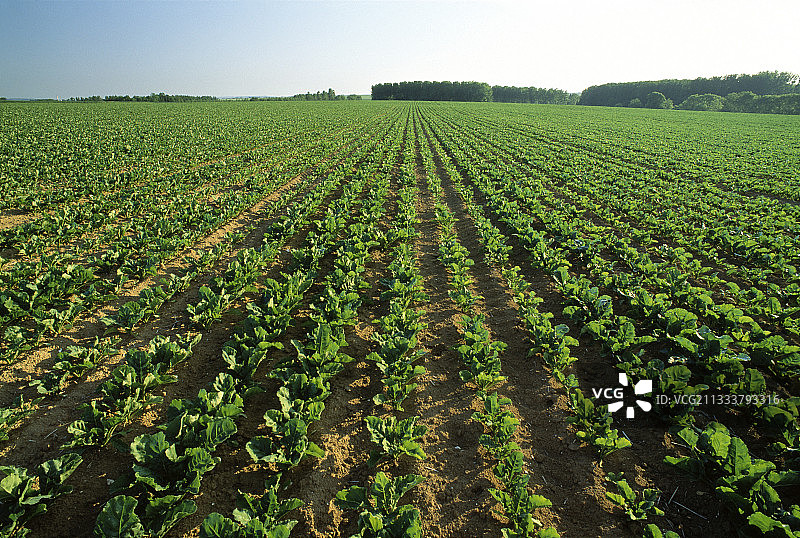 甜菜田间作物（法兰西岛，法国）图片素材