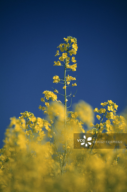 法国田野中的芜菁花图片素材