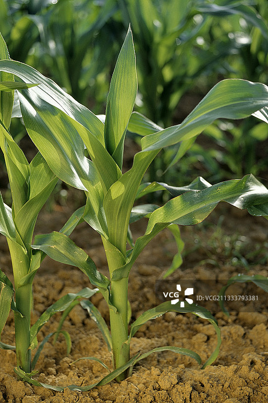 法国玉米幼苗图片素材