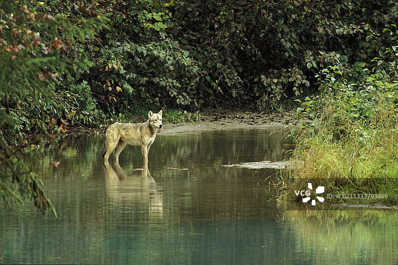 美国阿拉斯加冰川溪流中的狼图片素材