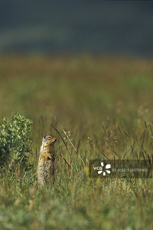 落基山脉草甸中的哥伦比亚地松鼠图片素材