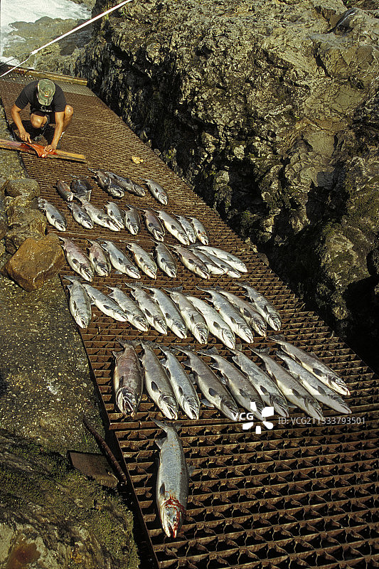 不列颠哥伦比亚省的渔民和奇努克鲑鱼图片素材