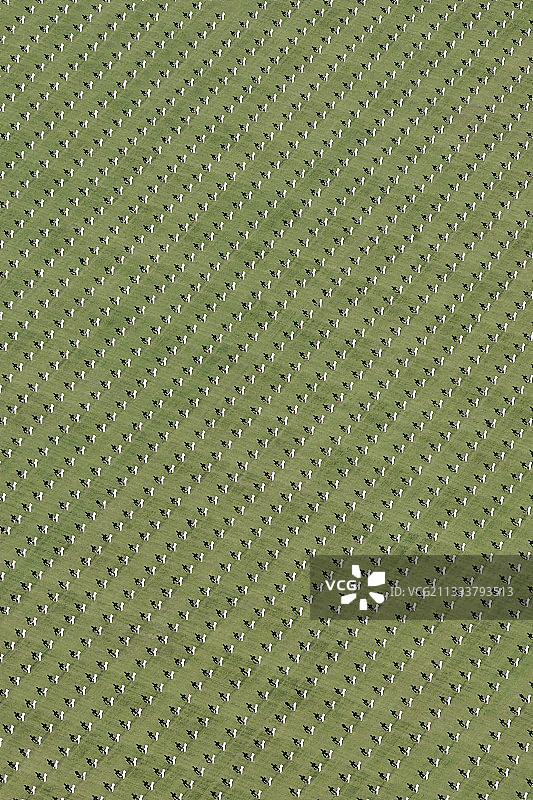 法国圣阿沃尔德美国军人公墓图片素材