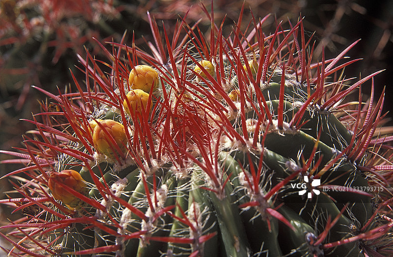 强刺球图片素材