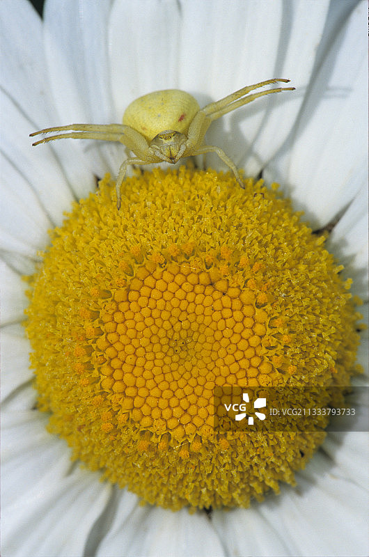 法国雏菊上的蟹蛛图片素材