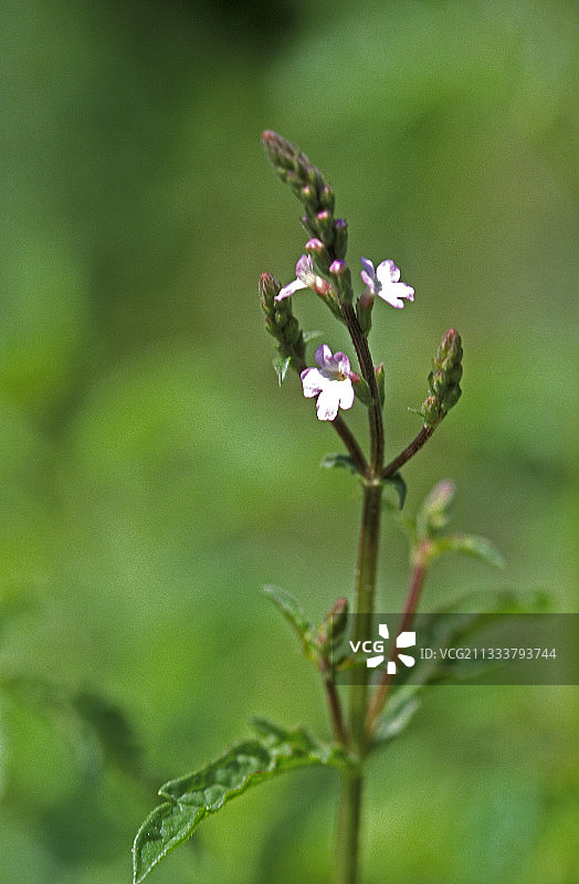 马鞭草花朵图片素材