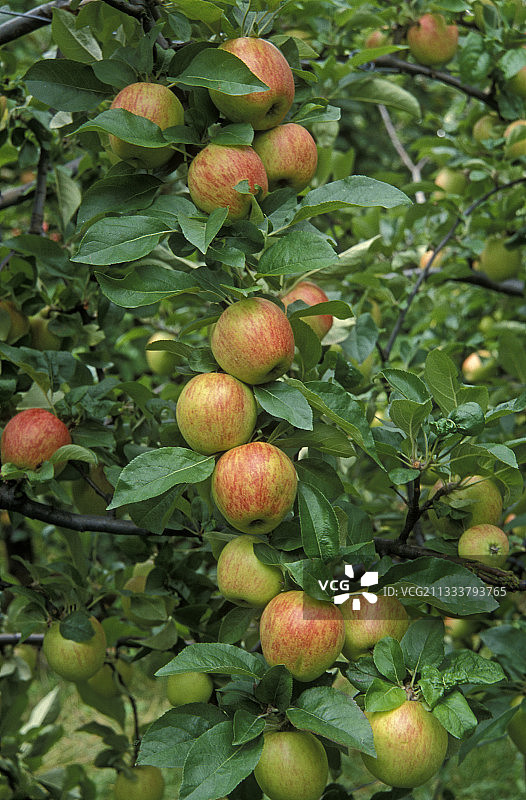 树上的苹果图片素材