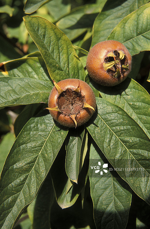 枇杷树图片素材