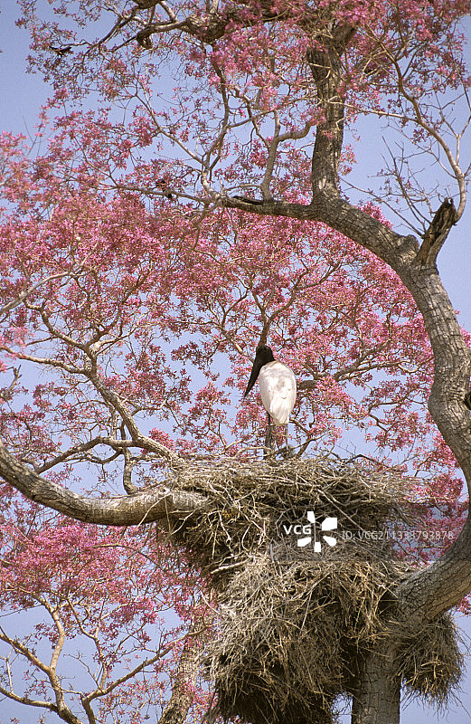 在巴西皮乌瓦树上筑巢的美洲鹮图片素材