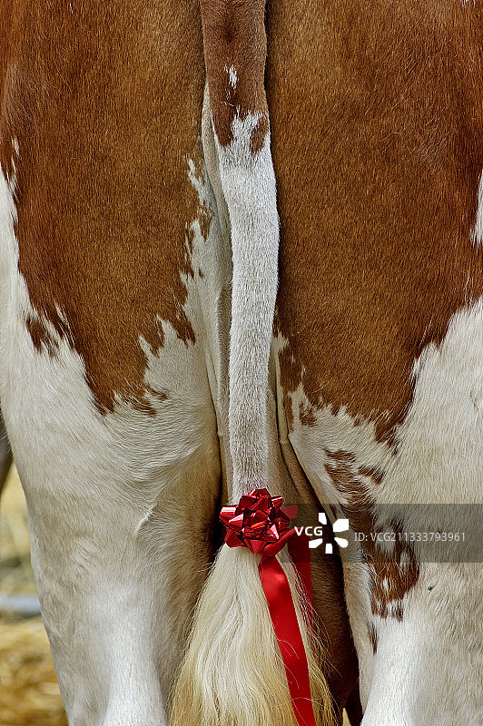 法国比赛前的蒙贝利亚尔德奶牛尾巴图片素材