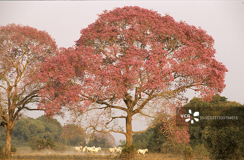 巴西潘塔纳尔湿地的开花皮乌瓦树图片素材