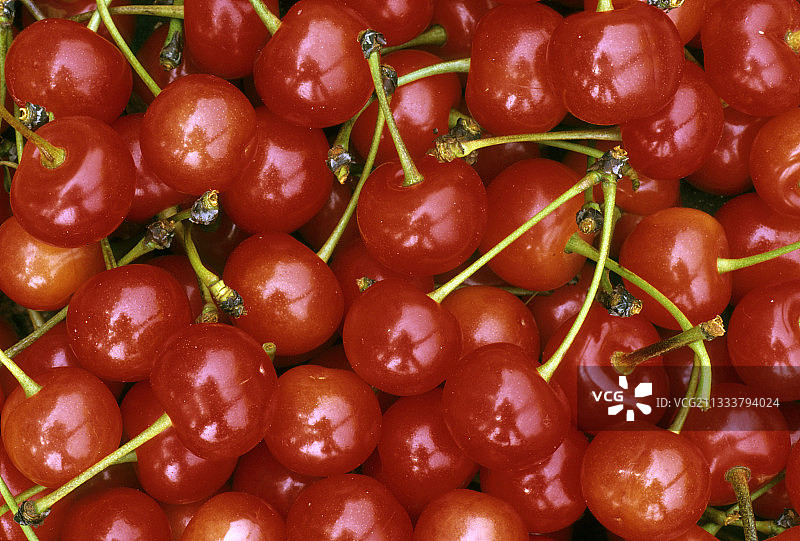 法国蒙特莫伦西樱桃图片素材