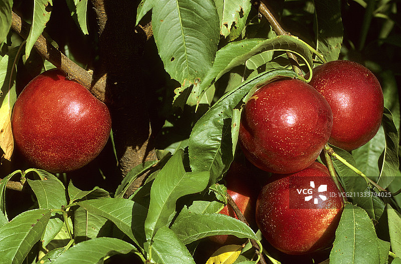 卡瓦永沃克吕兹的雪皇后桃树图片素材
