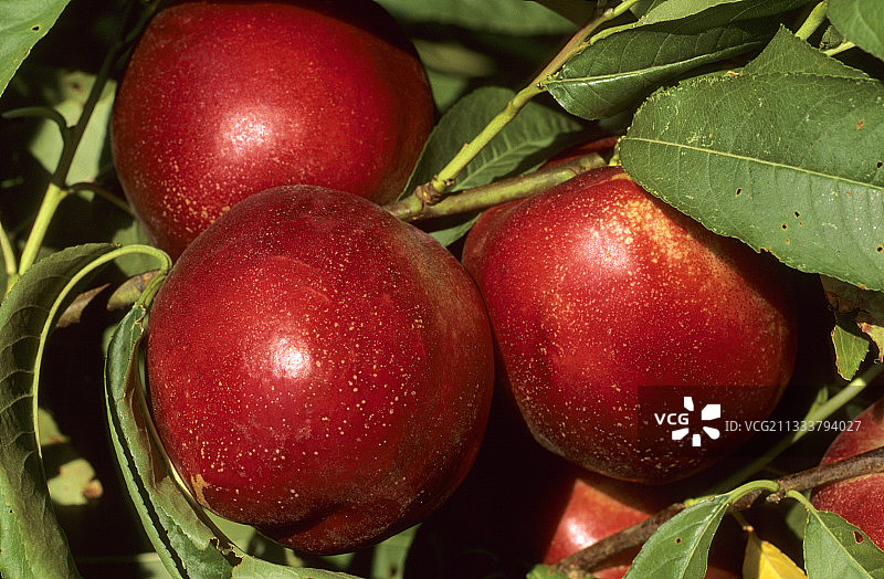 卡瓦永沃克吕兹的雪皇后桃树图片素材