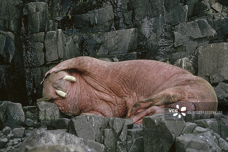 在阿拉斯加圆岛岩石上休息的太平洋海象图片素材