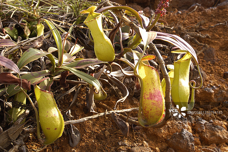 生长在富含镍、锰的超基性土壤上的矿业灌木图片素材