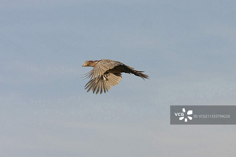 蓝天下飞翔的科尔基斯雉雌鸟图片素材