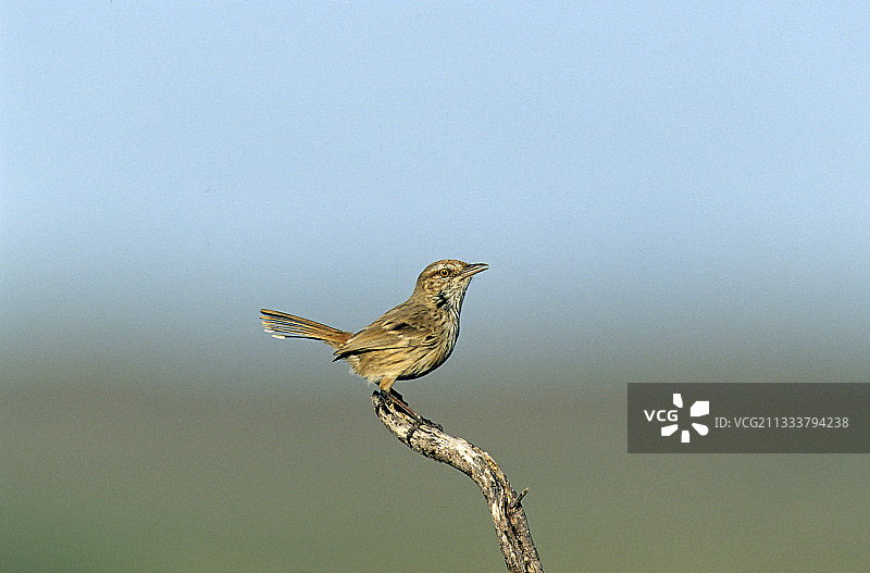 栖息在澳大利亚海角山脉树枝上的红褐色田 Wren图片素材