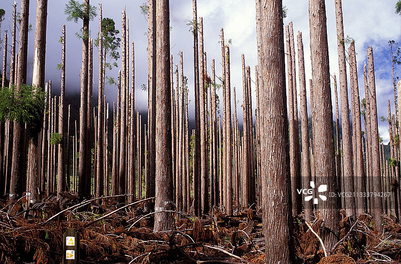 日本雪松林（留尼汪岛气旋过后）图片素材