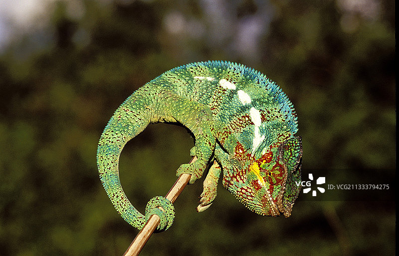 留尼汪岛上栖息在树枝上的变色龙图片素材