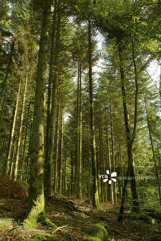 法国约讷省迪克森林的林下叶丛图片素材