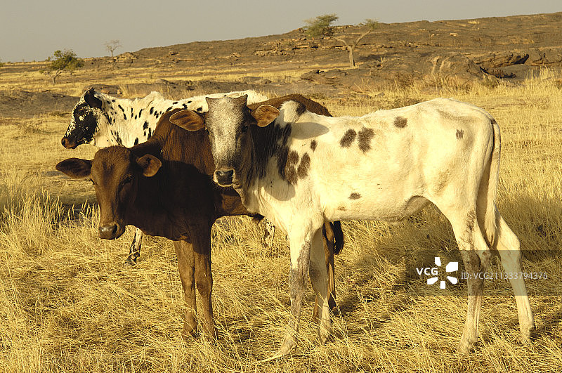 马里多贡地区的瘤牛图片素材