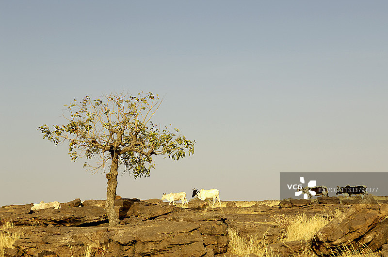 马里的多贡地区的印度牛图片素材