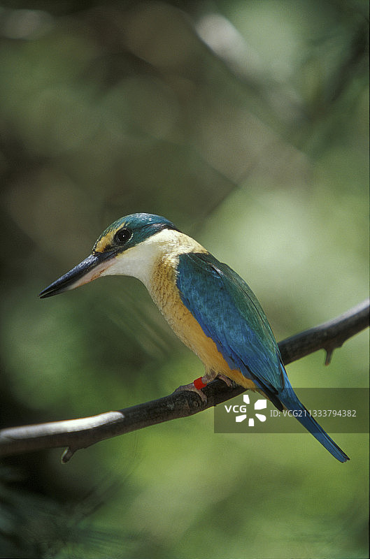 喧闹的翠鸟，维多利亚，澳大利亚图片素材