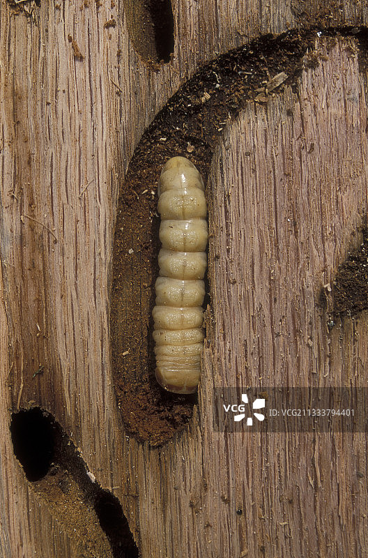 法国木材内的长角甲虫幼虫图片素材