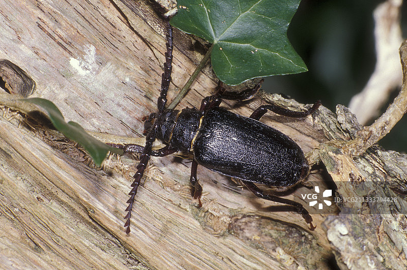 法国树干上的长角甲虫雌性图片素材